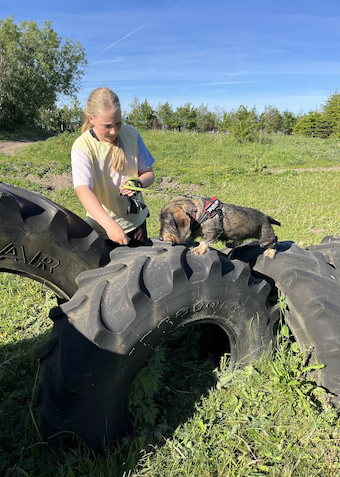 Sjov med din hund - Klik for at tilmelde dig