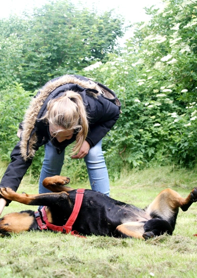 Hundetrænwer øver rul med sin hund
