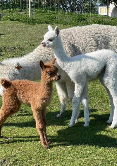 Alpaca mor med unger